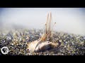 For Pacific Mole Crabs It's Dig or Die | Deep Look