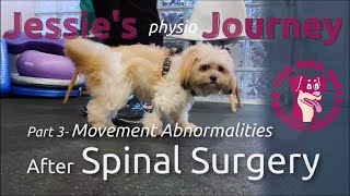 Learn about movement abnormalities after spinal injury by The Dog Wellness Centre 388 views 1 year ago 2 minutes, 10 seconds