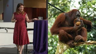 Orangutans, Obesity, and Human Evolution - AMNH SciCafe