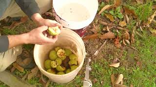 Cleaning and Saving Osage Orange Seed the Easy Way