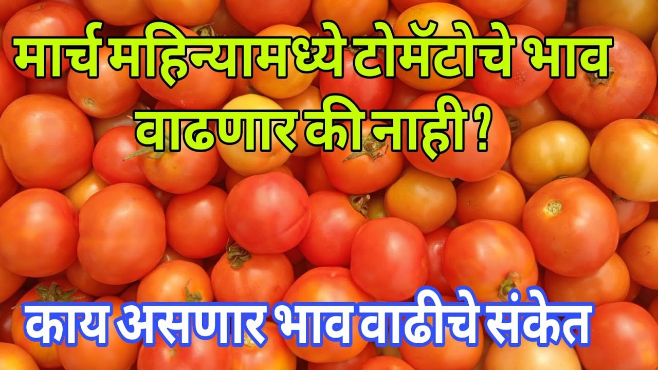 👉 🍅मार्च 2026 टोमॅटो बाजारभाव अंदाज | बाजार वाढणार का वाढणार तर किती वाढणार? 🍅