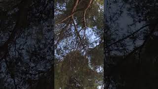 To nie wiatr, to niebezpieczne miejsce.. Atak ptaków..