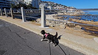 Miniature Schnauzer Exploring Bantry Bay In Cape Town