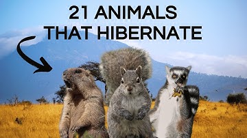 21 INCREDIBLE Animals That Hibernate, Time and Seasons!