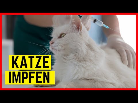 Video: Muss Eine Katze Geimpft Werden?