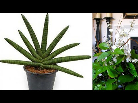 Video: Biljke Koje čuvaju štetočine