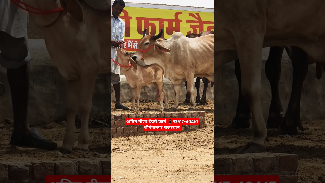 Gir Sahiwal Mix Breed Cow For Sale Sri Ganganagar Rajasthan India 