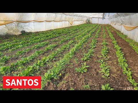 PROIZVODNJA BLITVE PROIZVODNJA BLITVE