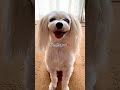 【犬の世界陸上】ルークとサーラ！金メダル🥇ですw#shorts #犬 #ペット #おしゃべりペット #世界陸上