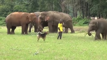 Amazing Snake Python King Cobra Big Battle In The Desert Mongoose   Amazing Attack of Animals
