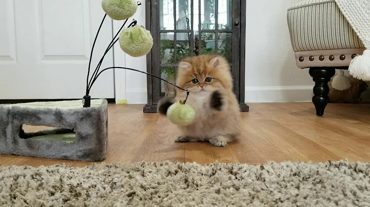 Video 2810121: chinchilla golden persian kitten, chinchilla persian kitten playing, adorable playful persian kittens, play toys persian, kitten playing baby