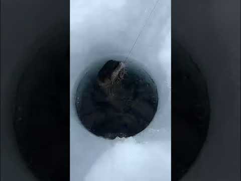 Hooked an otter