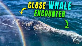 Grey Whales Passing Really Close to a Boat