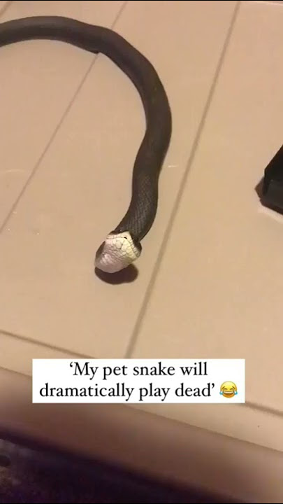 Ular Hognose berpura-pura mati