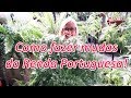 Como replantar a Renda portuguesa #jardinagem #paisagismo #jardim #fazermudas