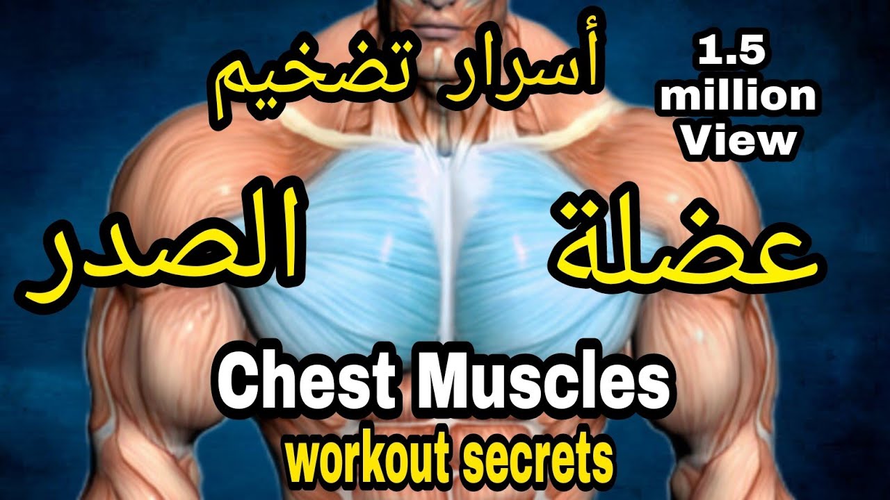 تمرين  البنش  - أسرار تقوية و شد عضلات الصدر | (Chest muscles exercises secrets  (English