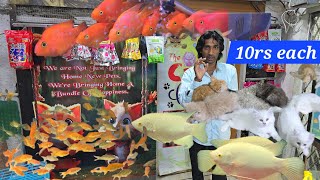 Persian kittens for sale in Hyderabad | fishes offer available in king's fish world pet's hub Hyd