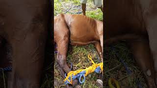 horse castration 3