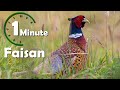 Une minute pour un oiseau  faisan faisan de colchide  yabalex