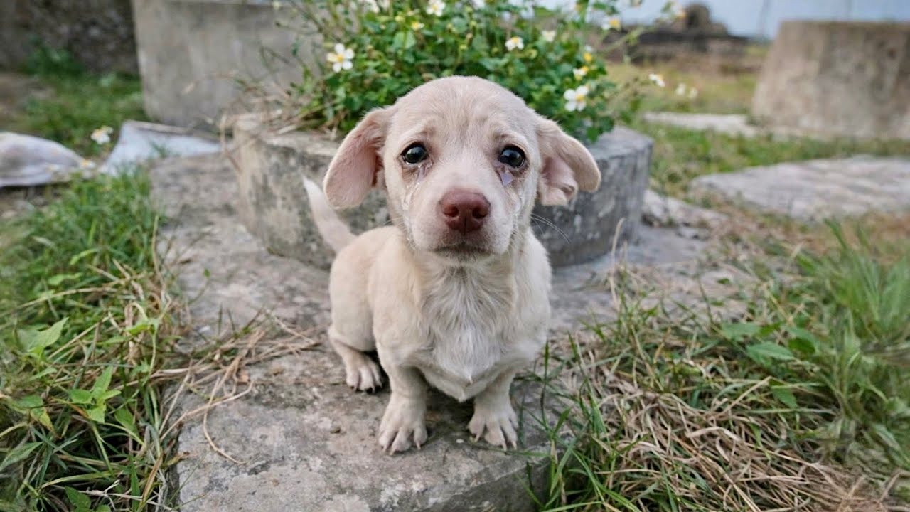 The puppy, separated from its mother, lived as a stray in the cemetery until we rescued it.