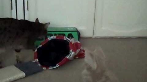 Introducing new kitten to Bengal cat