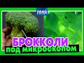 Брокколи под микроскопом