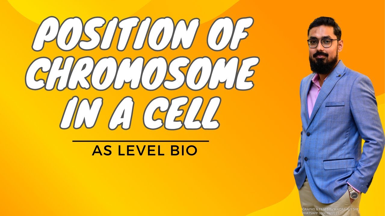 Position of Chromosome in a Cell | Cell Cycle | Dr. Noor Muhammad - YouTube