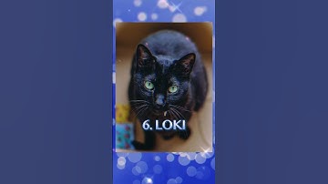 Top 10 Male Cat Names of 2024 #cats #shorts