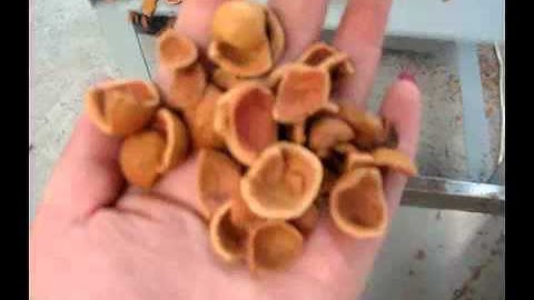 Macadamia nut shell &kernel separator