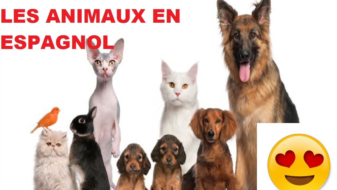 LES ANIMAUX EN ESPAGNOL - YouTube