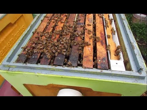 7.10.2024 - осмотр отводков перед зимовкой, дрожжевая подкормка и наличие расплода