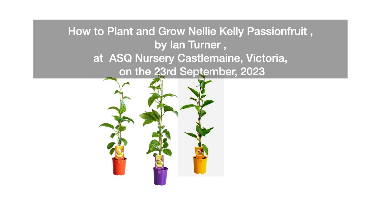 How to Plant and Grow Nellie Kelly Passionfruit, by Ian Turner at
