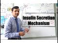 Insulin Secretion Mechanism