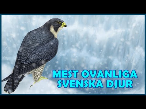 Video: Det mest intressanta om Sverige. Sverige - intressanta fakta för barn