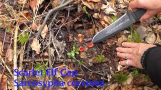 Winter Fungi and Foods, tips for winter foraging