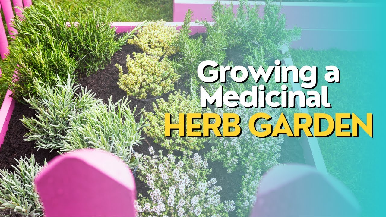 Growing a Medicinal Herb Garden YouTube