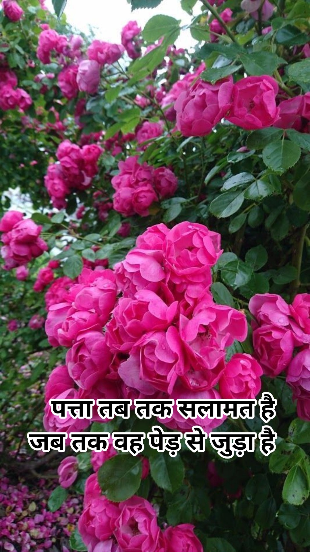 यूट्यूब चैनल - ShareChat