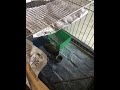 ヤマガラの子供/幼鳥の一時保護/元気になった/巣立ち雛/説明は概要欄/Temporary protection of Varied Tit
