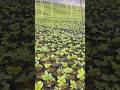 Pembibitan kopi sejauh mata memandang #farming #agrikultur #automobile #teknikpertanian #pertanian
