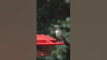 Hummingbird Feeding in 4K Stock Footage