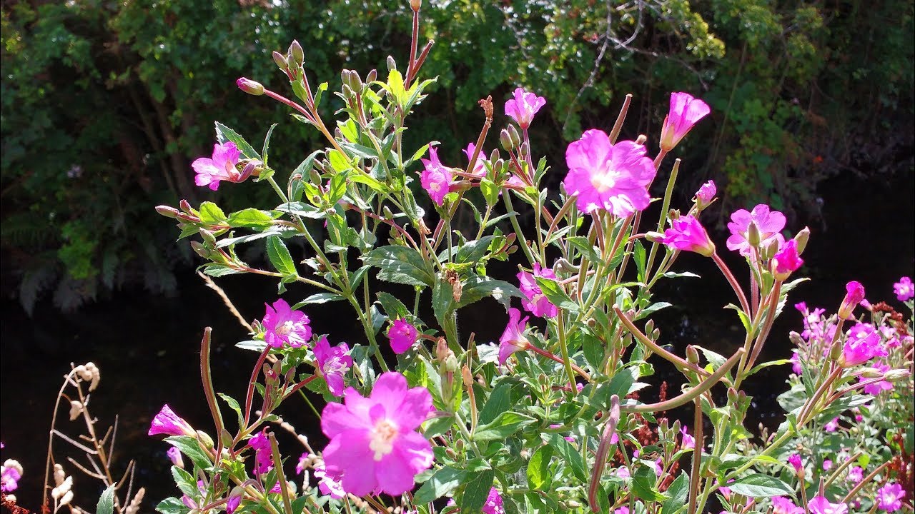 Identifying Greater Willowherb