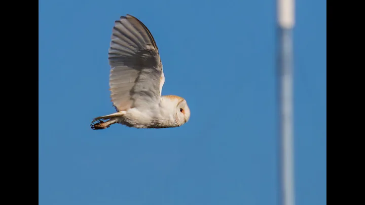 Wildlife photo slideshow. by Michael Callaghan