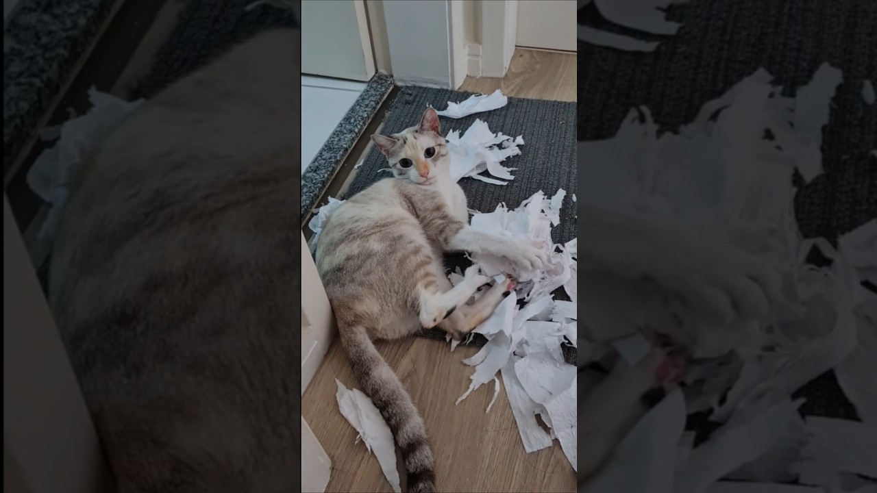 The Classroom Therapy Cat 😂