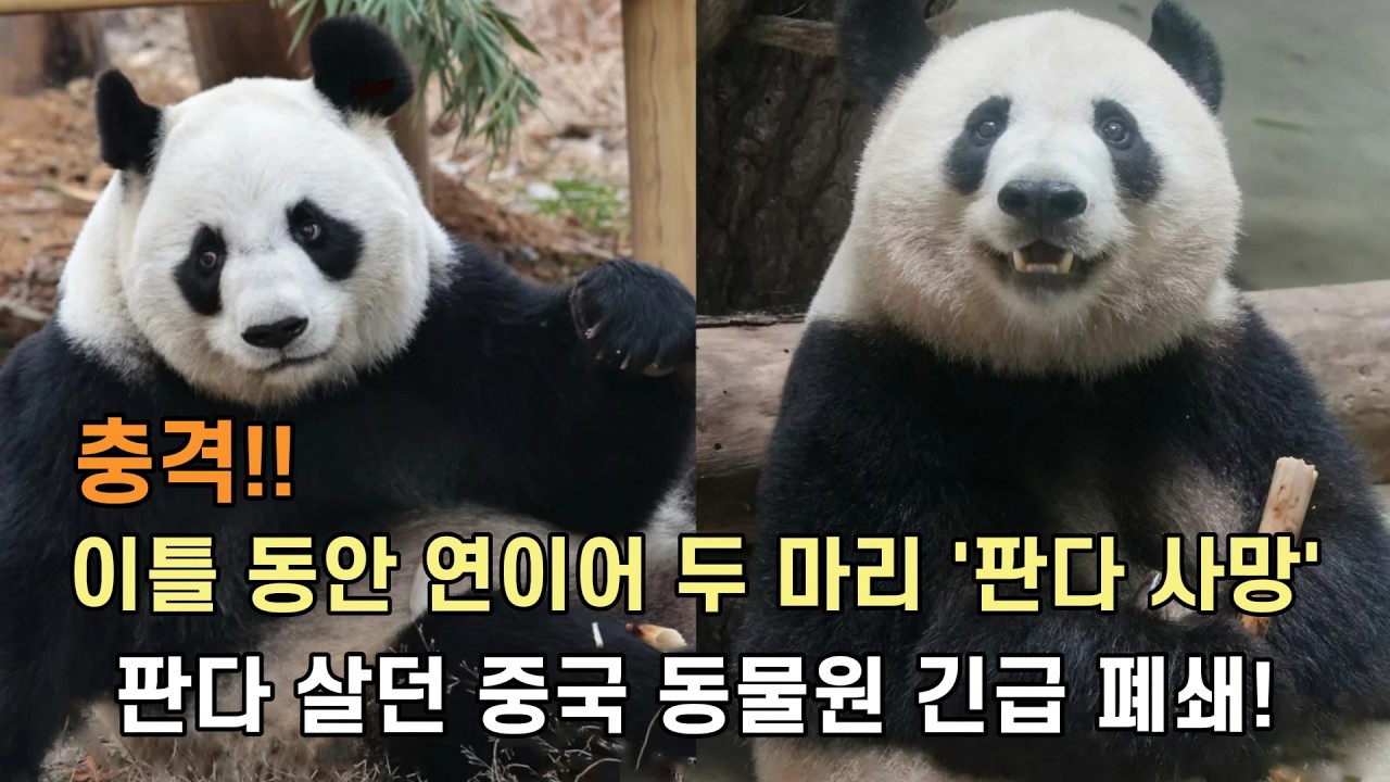 충격!! 이틀 동안 연이어 판다 별로 떠난 '샹궈'와 '반반'이 판다 별에서는 부디 행복하길...