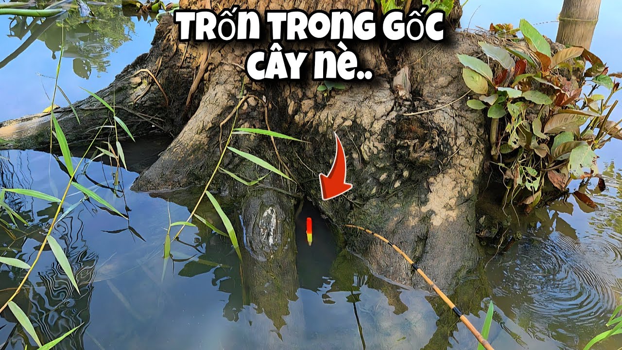 Tập 165 - Câu Cá Rô Đồng Mùa Nước Nổi, Điểm Mới Giật Cá Toàn Cỡ Này Cũng Ngon Rồi