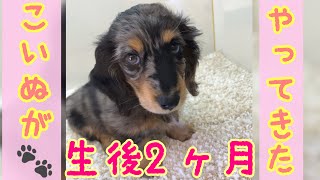 メルの介ちゃんねるの人気動画 Youtubeランキング