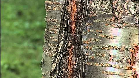 Home Gardener - Tree Problems - Flowering Cherry - DayDayNews