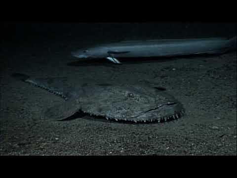 Как охотится на глубине три километра европейский морской чёрт (Lophius piscatorius) ?