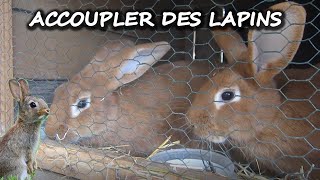 Comment accoupler les Lapins