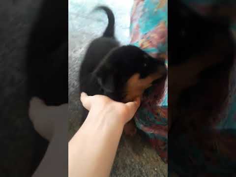 cute rottweiler puppy